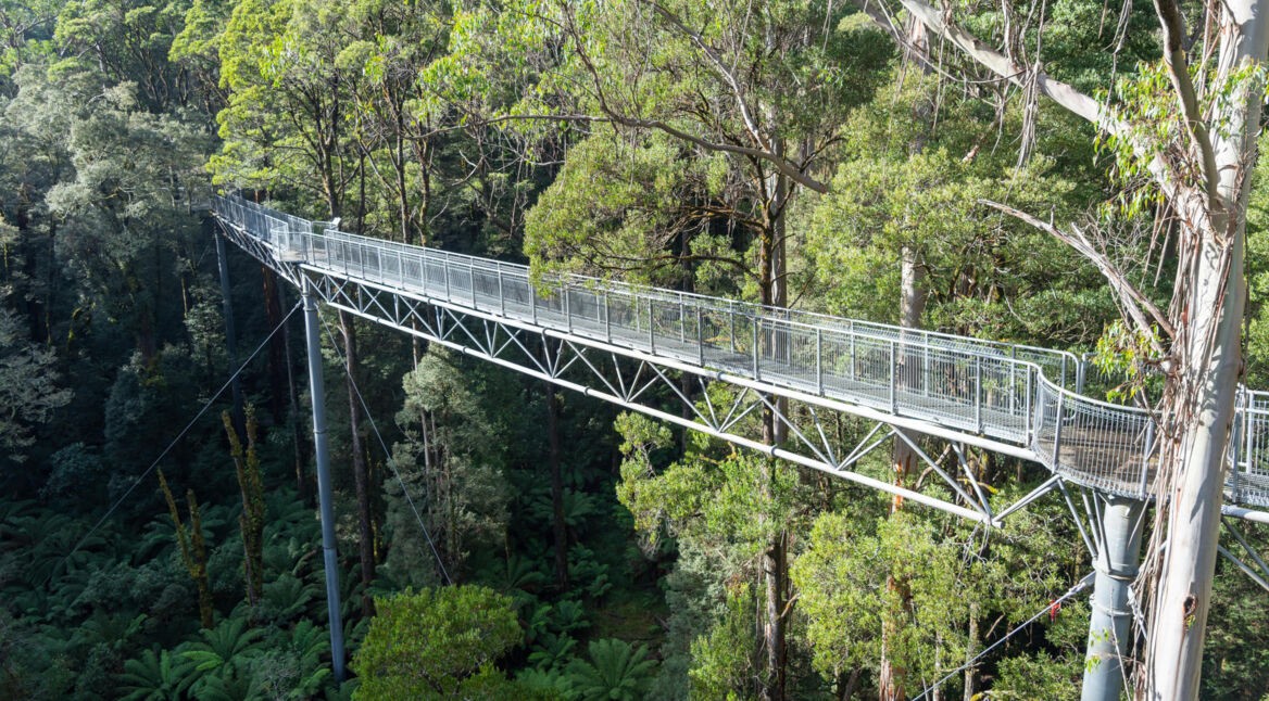 Ein Metallsteg erstreckt sich durch das Blätterdach eines Eukalyptuswaldes im Great Otway National Park, Australien.