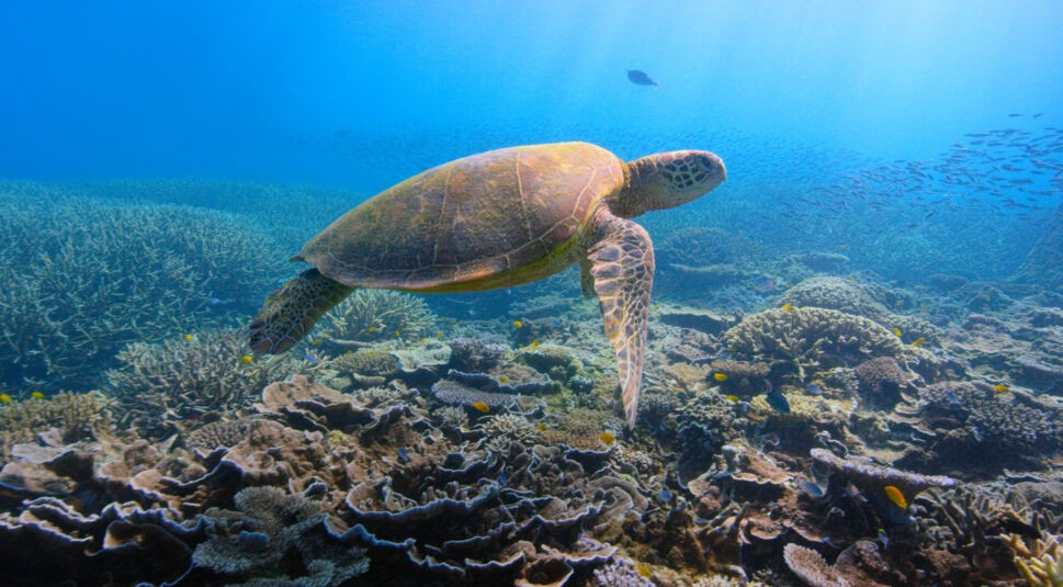 Eine Meeresschildkröte in einer Doku von David Attenborough