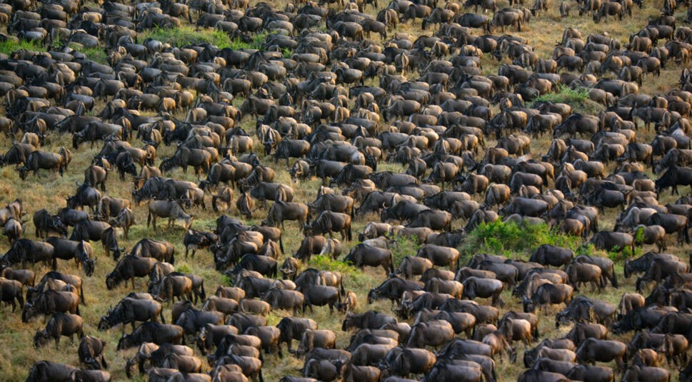 Eine Herde Gnus in Afrika