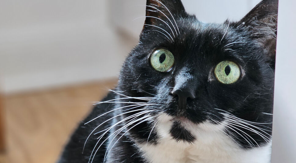 Eine schwarz-weiße Katze in Großaufnahme mit einem Holzfußboden im Hintergrund