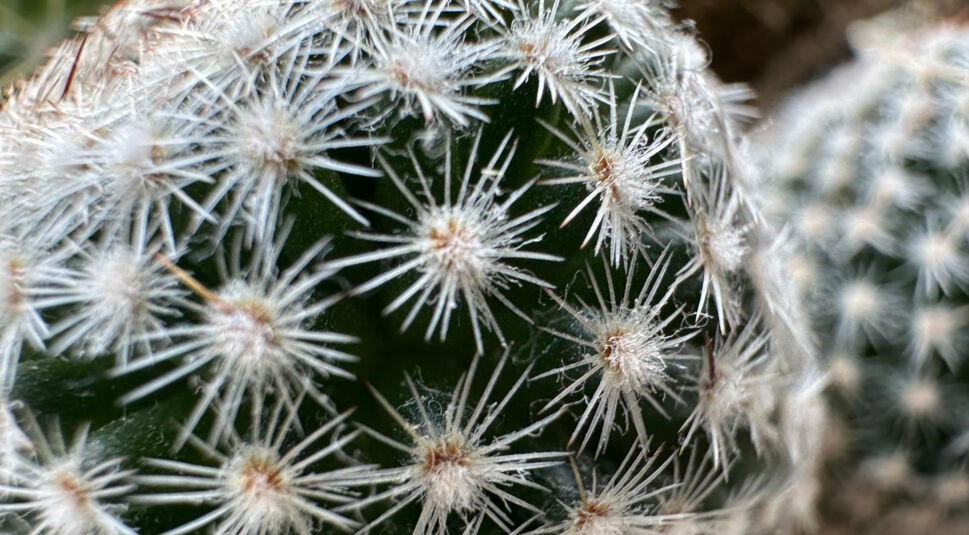 Weiße Stacheln eines grünen Kaktus in Großaufnahme