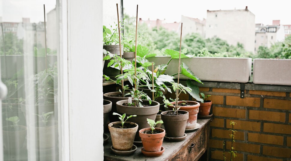 krautkopf_kgf_mzwerenz-10