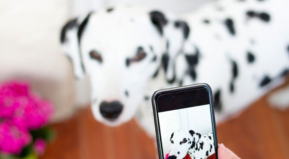 DigitaleHaustiere_4_20151008