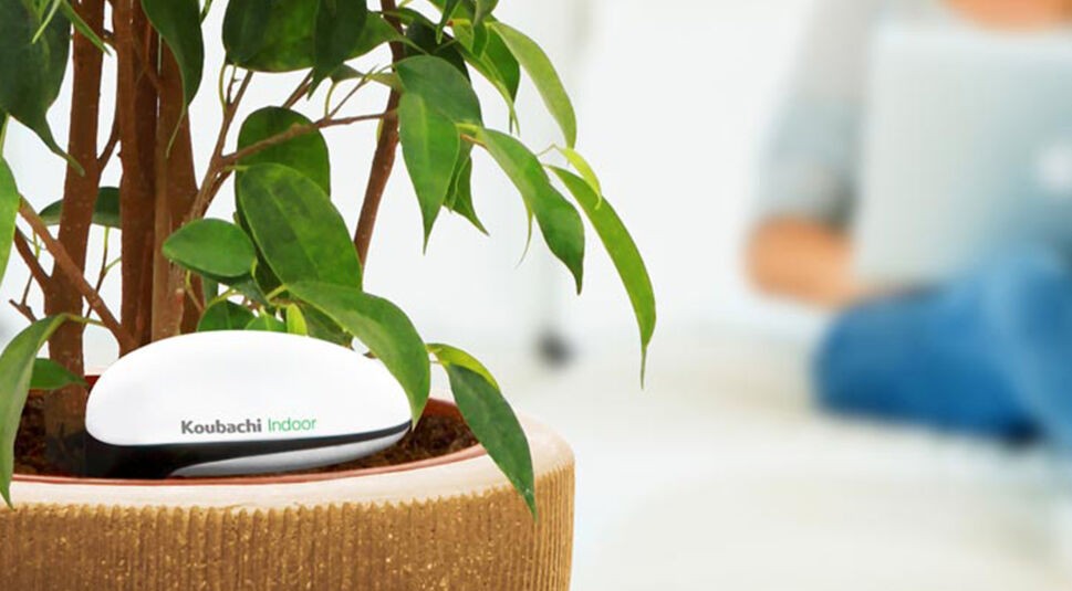 Pretty woman browsing on laptop