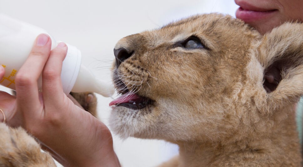 Little lion cub drinking milk