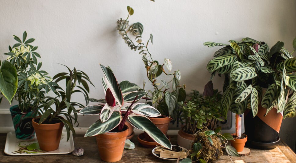 Zimmerpflanzen auf Tisch in Urban Gardening