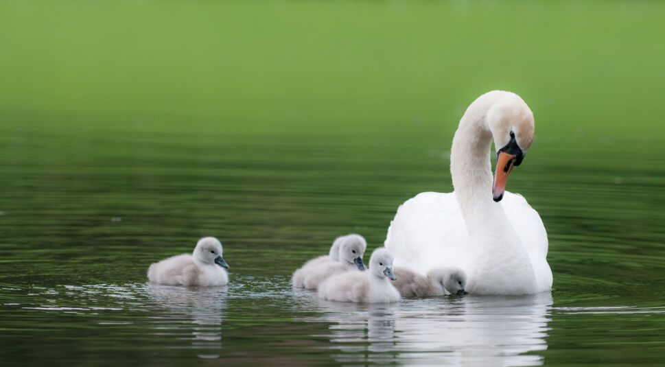 Eine Schwanenfamilie auf einem See