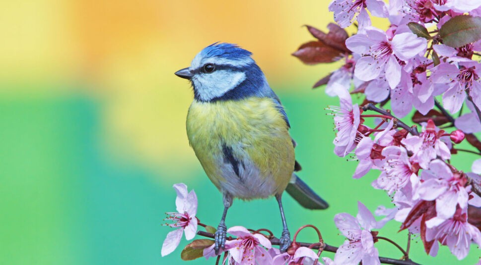  Die Blaumeise lässt sich wohl auch ohne App leicht identifizieren. Bei anderen Vögeln sind entsprechende Anwendungen aber eine echte Hilfe.