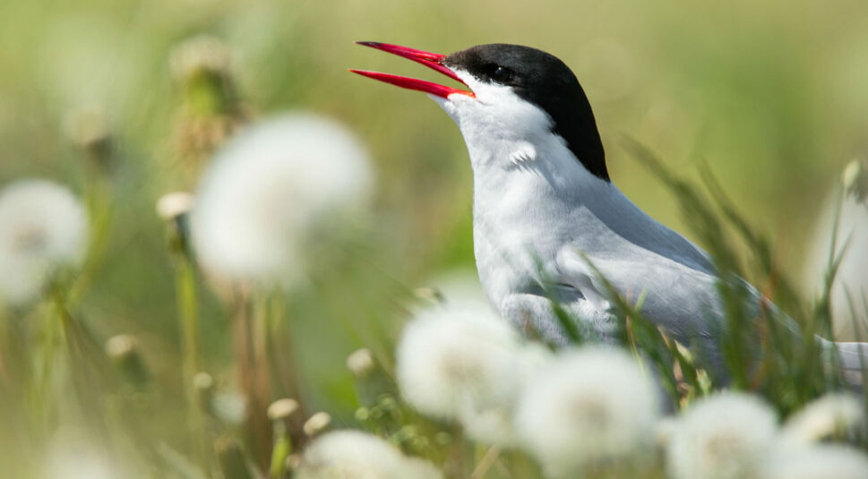 Die Küstenseeschwalbe in einem Feld