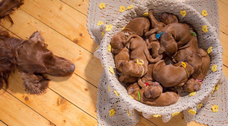 Hundewelpen und Hundemama von oben