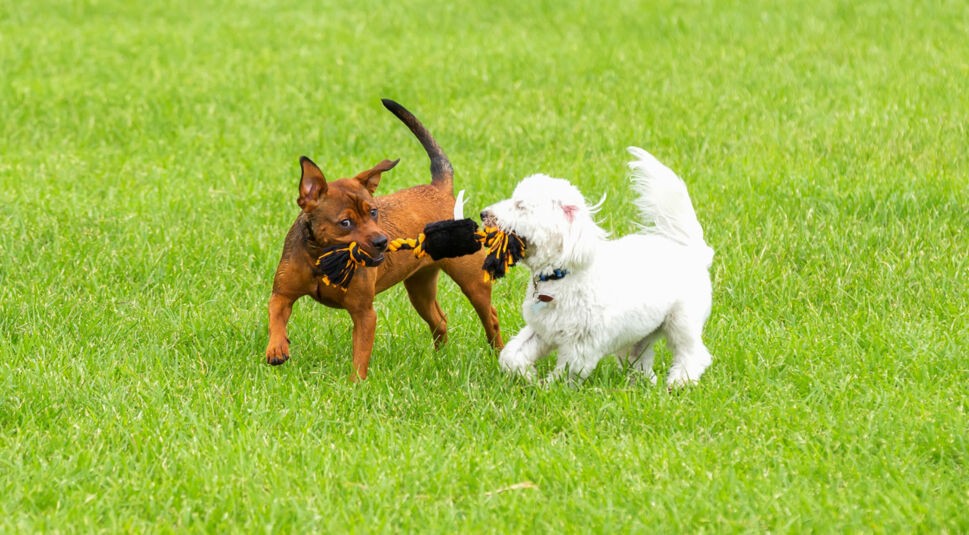 Zwei Hunde spielen Tauziehen auf einer Wiese