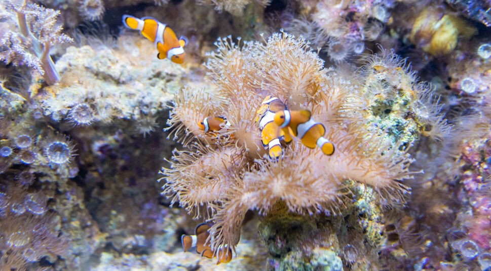 Aufnahme von Clownfischen im Ozean.