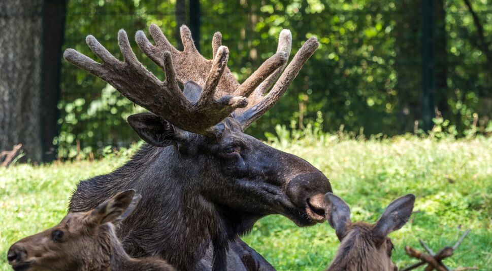 Elche in Schweden