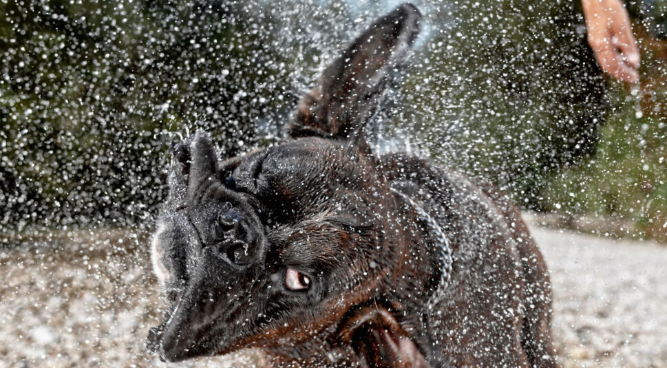 Superzeitlupen-Video von einem Hund drehen.