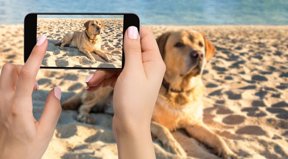 Ein Hund liegt am Strand und wird fotografiert