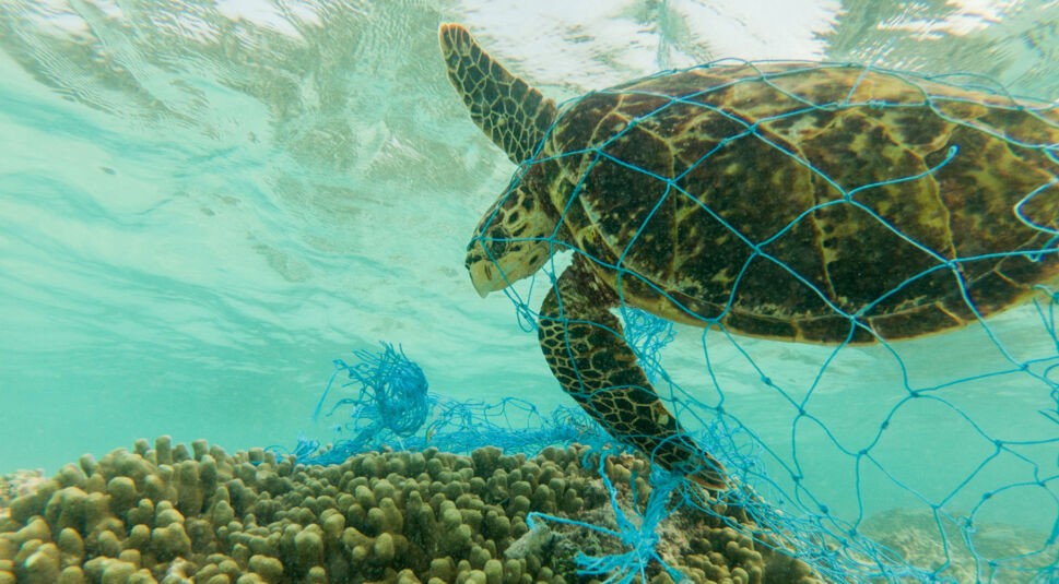 Schildkröte bleibt in Plastik hängen