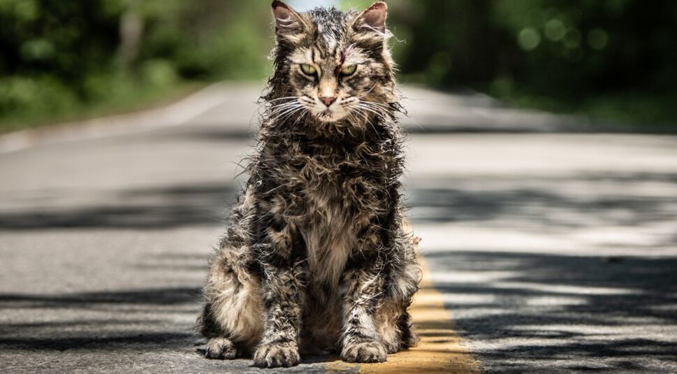 Bild aus Friedhof der Kuscheltiere