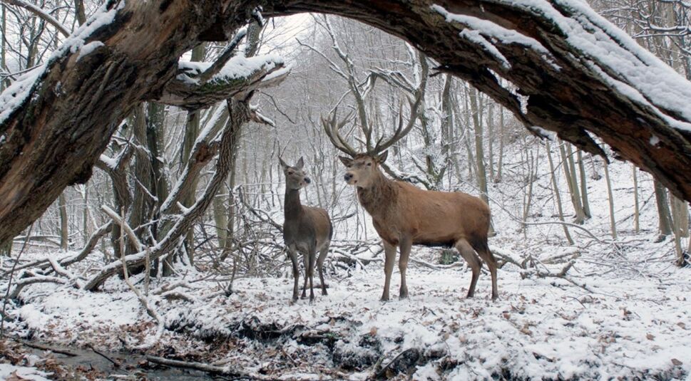 Als Hirsche kommen sich Maria und Endre in ihren Träumen näher