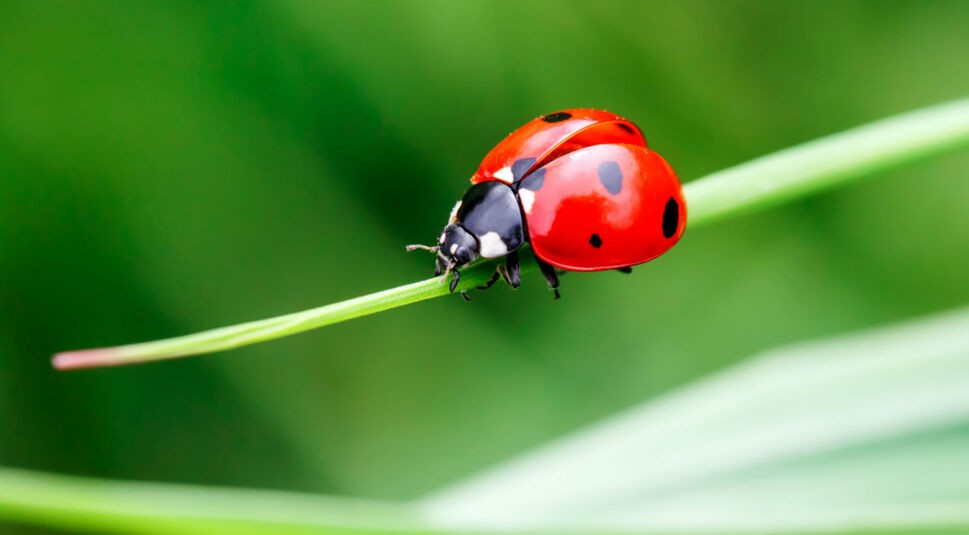Roter Marienkäfer sitzt auf grünem Blatt.