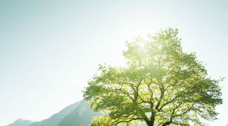 Die Sonne scheint auf einen Baum.