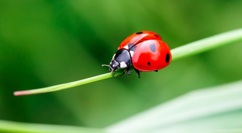 Marienkäfer auf Grashalm