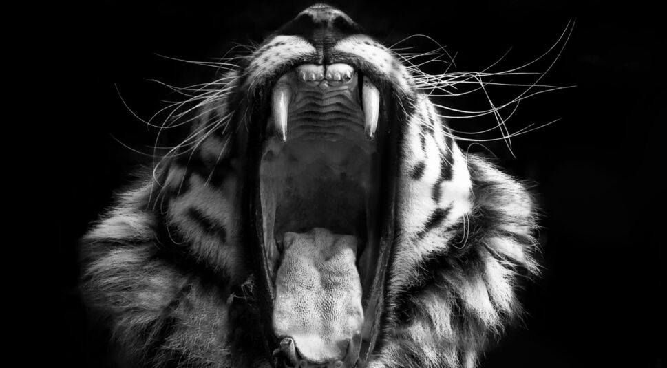 Tiger in Schwarz-Weiß aufgenommen.