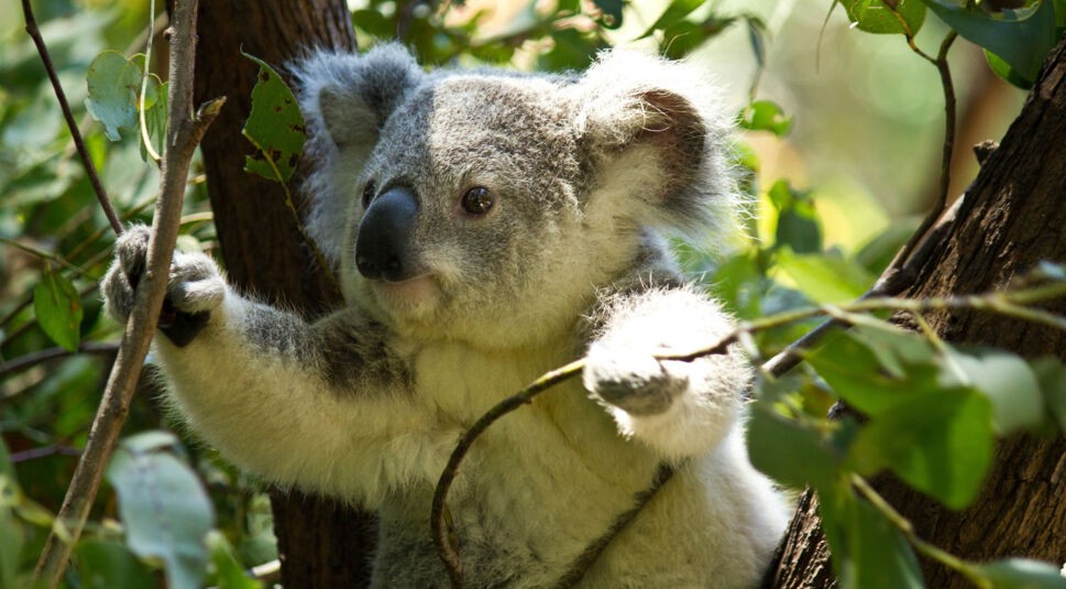  Ein Koalabär in einem Eukalyptusbaum.