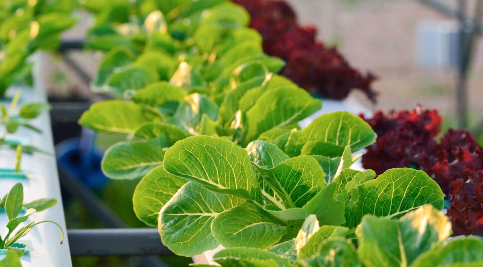 Hydrokulturen koennen fast ueberall angebaut werden