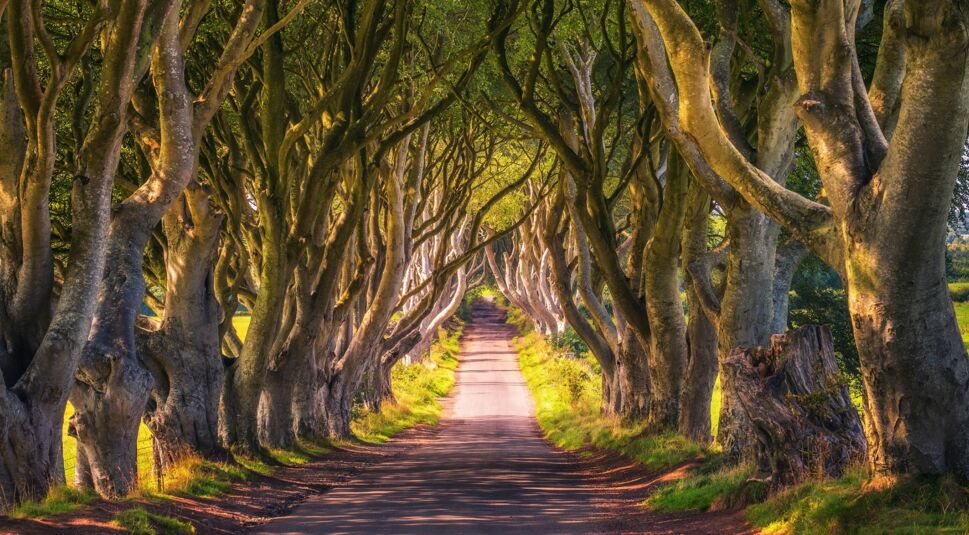 Dark Hedges