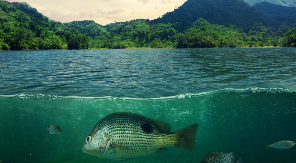 Aufnahme von einem Fisch aus der unmittelbaren Nähe