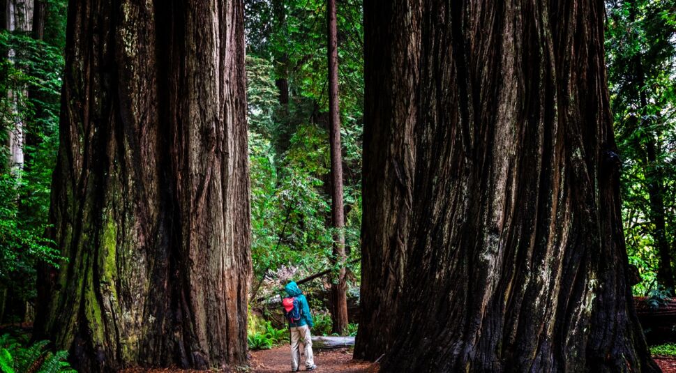 Redwood Nationalpark