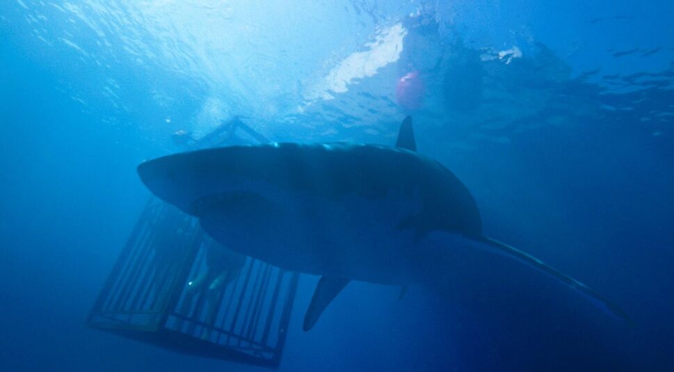 Bild aus 47 Meters Down