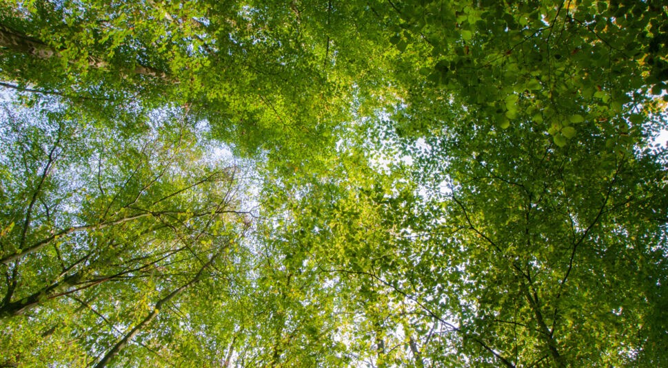 Laubwald, der beim Klimaschutz helfen soll