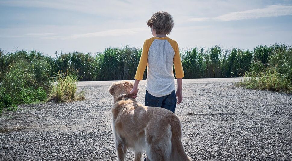 Der Cast von Im hohem Gras bei Netflix