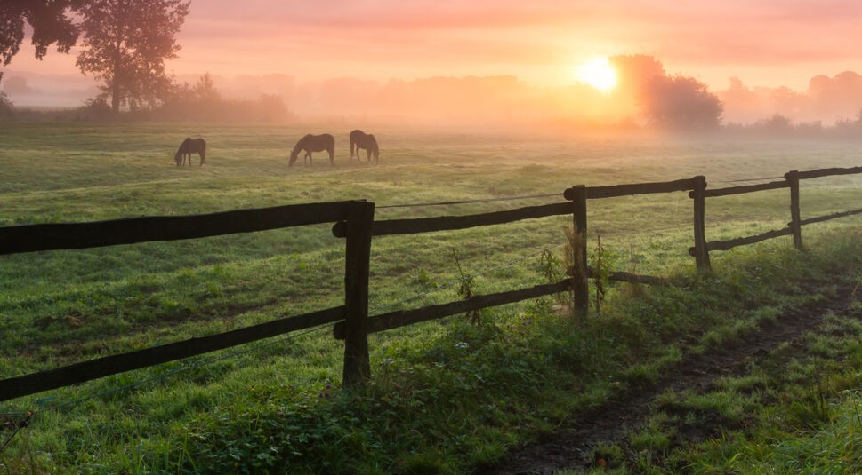 Drei Pferde auf Koppel im Sonnenaufgang mit Nebel