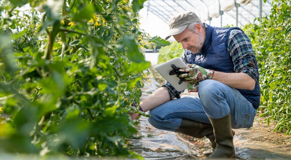 Ein Landwirt überprüft Nutzpflanzen in seinem Gewächshaus, in der Hand hält er ein Tablet.