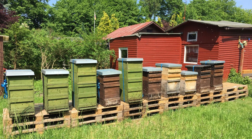Bienenvölker stehen in einem Garten auf Paletten auf einer Wiese.