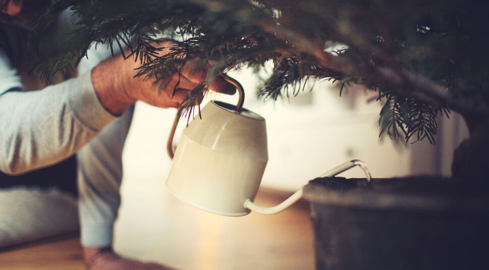 Ein Weihnachtsbaum im Topf mit Wuzeln.