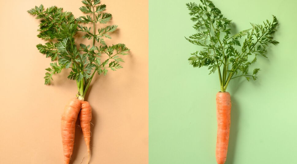 Jedes achte Lebensmittel, das wir kaufen, landet im Müll.