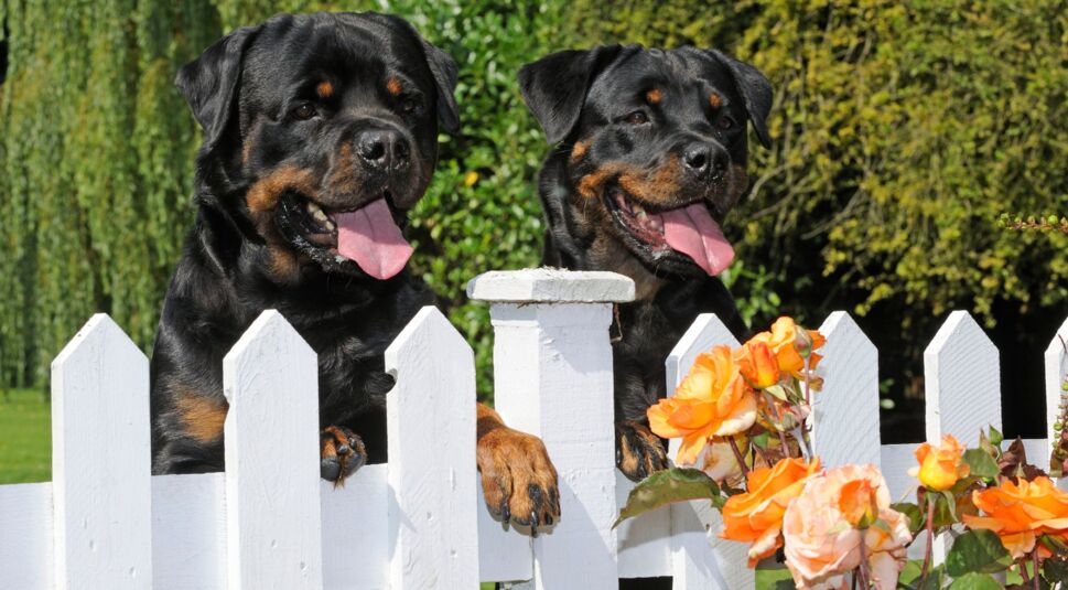 Hund fotografieren (Rottweiler)