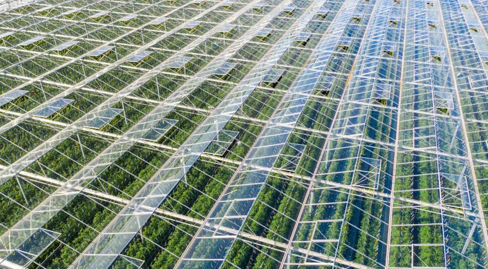 Das Dach eines großen Gewächshauses.