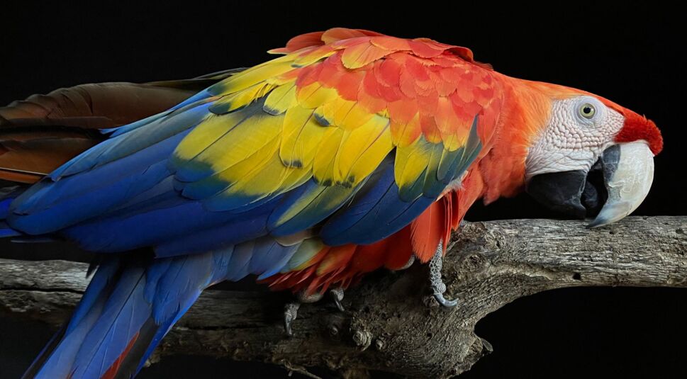 Ein mit dem iPhone 3 SE aufgenommenes Foto eines Papagei.