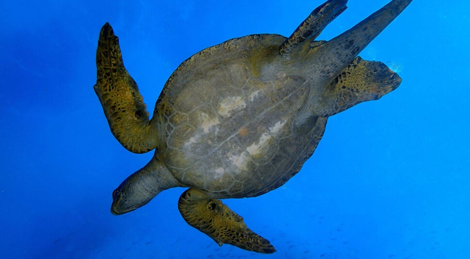  Die Woche der Meere: Ab dem 6. Juni siehst Du jeden Abend eine andere tolle Meeres-Doku auf National Geographic Wild.