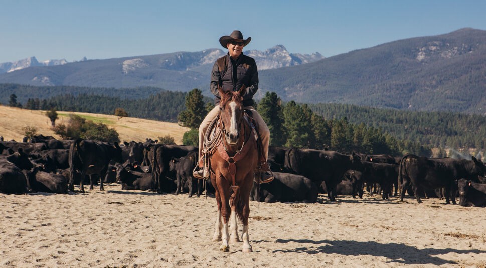  YELLOWSTONE Staffel 1 bis 4 jetzt als Download erhältlich, Staffel 1 & 2 auch als DVD.