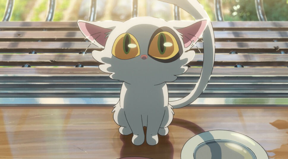 Eine Katze mit großen Augen