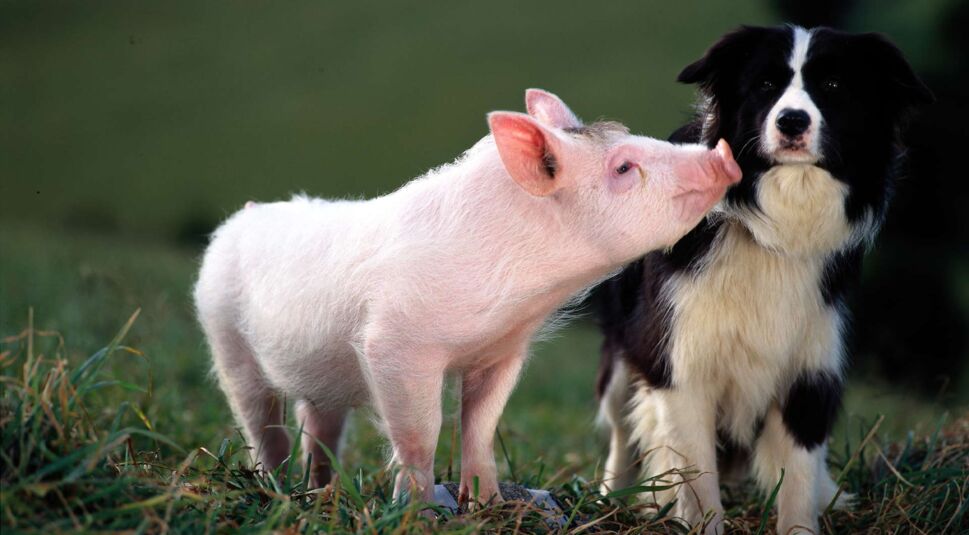 „Ein Schweinchen namens Babe“ auf DVD & Blu-ray (Universal Pictures Home Entertainment)