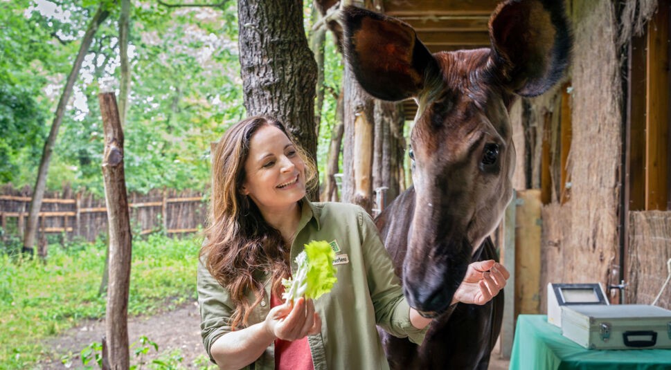 Auf dem Bild aus der ARD-Serie Tierärztin Dr. Mertens, Teil der ARD-Serien 2025, ist Dr. Susanne Mertens in ihrer grünen Arbeitskleidung zu sehen, wie sie einem Okapi ein Salatblatt reicht. Die Tierärztin lächelt liebevoll, während das seltene Tier interessiert zu ihr schaut. Die Szene spielt in einem naturnah gestalteten Gehege und vermittelt eine harmonische und tiernahe Stimmung.