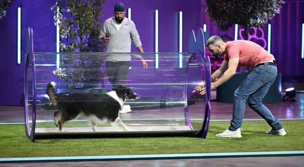 In den GigaTV-Highlights im August ist eine Szene aus der Show Top Dog Germany zu sehen: Ein schwarz-weißer Hütehund läuft durch einen transparenten Tunnel auf einen Mann im roten T-Shirt zu, der ihn motivierend empfängt.