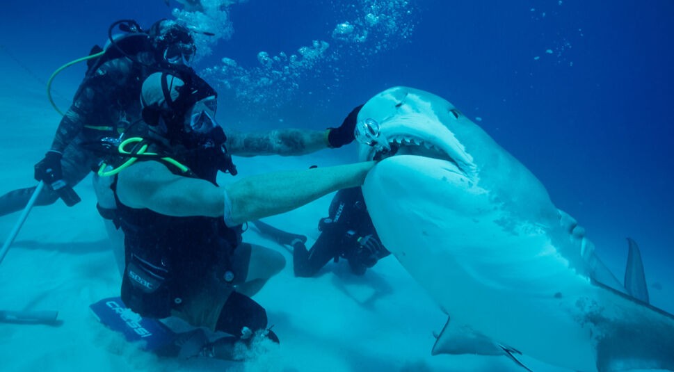 Auf dem Bild in den GigaTV-Highlights im Juli 2026 siehst Du eine Szene aus einer Doku der „Shark Week“, in der Taucher unter Wasser einem großen Hai ganz nah kommen.
