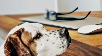 Haustier_Gadgets_Header